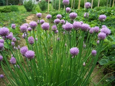 Chive seeds