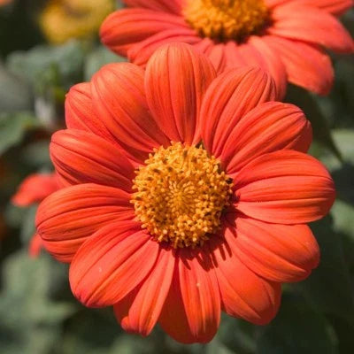 Orange Mexican Sunflower