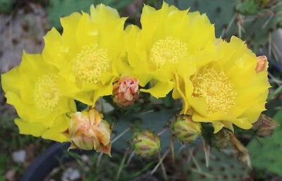 Yellow Prickly Pear Opuntia Cactus Cold Hardy Large Ruffled Neon Flowers