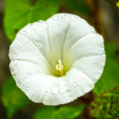 White Pearly Gates Morning Glory