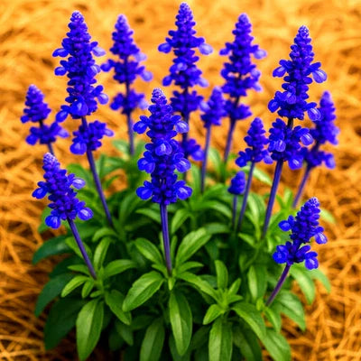 Blue Sage Mosquito Repellent Herb Perennial
