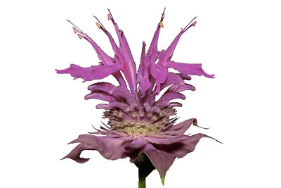 Bergamot Wild