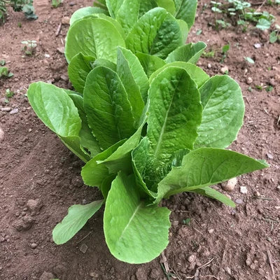 Paris Island Cos Lettuce
