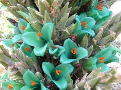 Blue Pineappple Berteroniana Puya Family Bromeliacea Large Flower Stalks