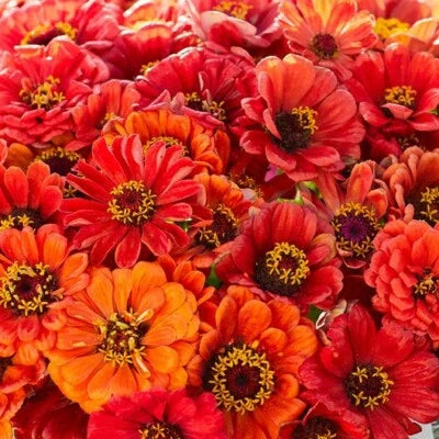 Orange Zinnia Oriole Double Songbirds Butterflies Hummingbirds Non Gmo