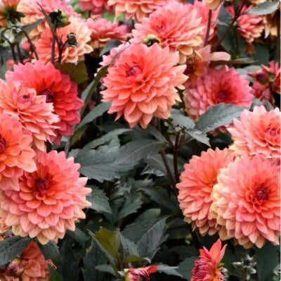 Dahlia