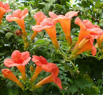Flower Vine Perennial Trumpet Creeper Campsis Radicans Usa Seller