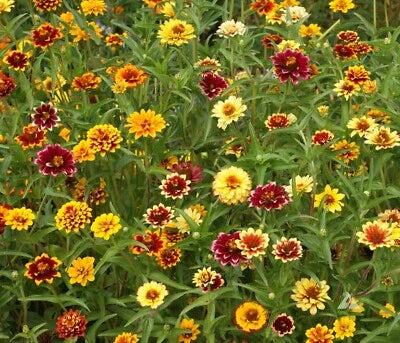Persian Carpet Mexican Zinnia Mix