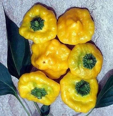 Yellow Pepper Scotch Jamaican Bonnet Spicy Very Compact Garden Plant