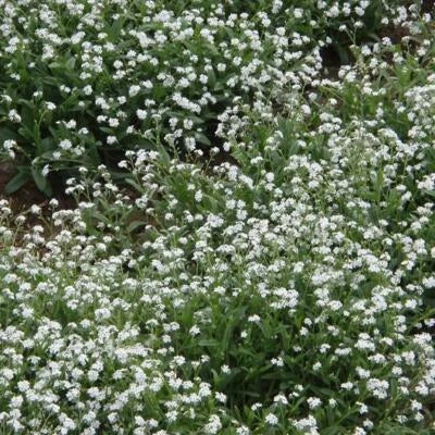 White get Me Nots Perennial Moon Garden Ground Cover Border Non Gmo