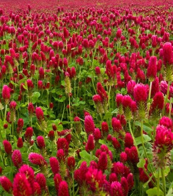 Crimson Clover Cover Crop Non Gmo