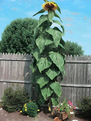 Mammoth Grey Stripe Sunflower seeds