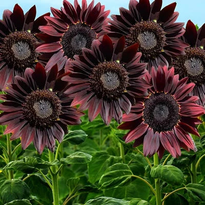Red Chocolate Cherry Sunflower