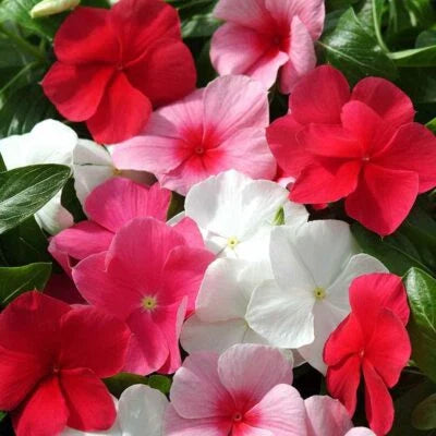 Annual Vinca Periwinkle Ground Cover Flower Mix