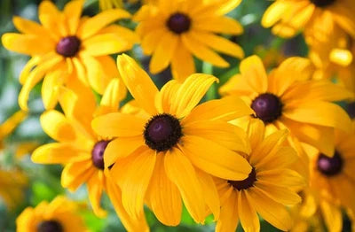 Black Eyed Susan