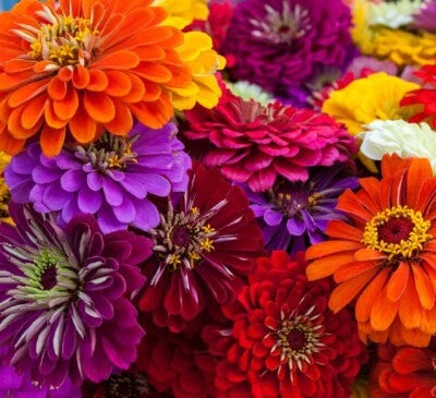 Calinia Giant Zinnia Flower
