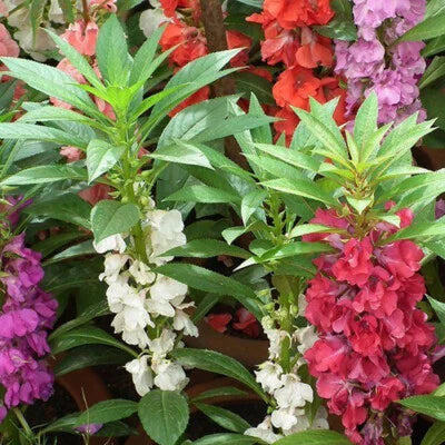Tom Thumb Impatiens