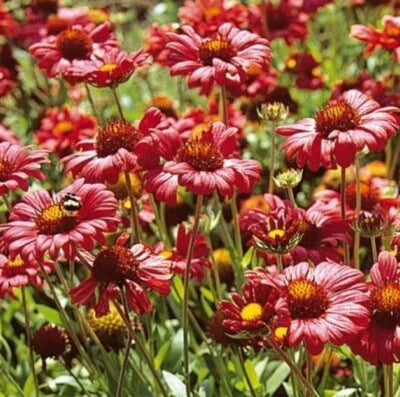 Red Blanket Flower Burgundy Flowers Perennial Gaillardia Native Nongmo