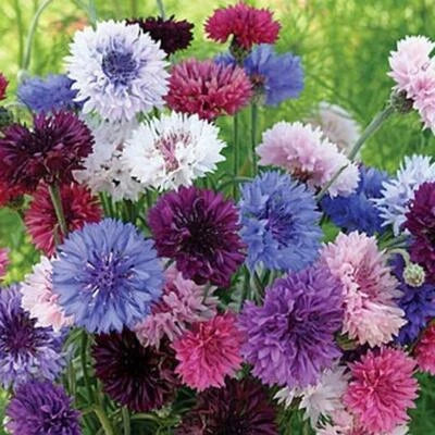 Cornflower Bachelor Button Tall Mix Cut Flowers Butterflies Non Gmo