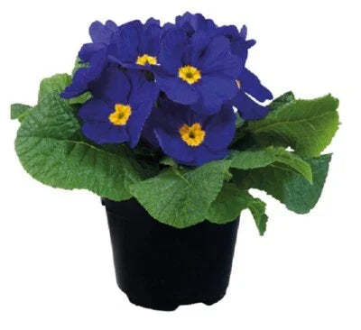 Blue Primula
