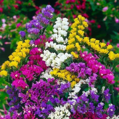 Statice Pacific Mix Traditional Cut Flowers Dried Arrangements Non Gmo