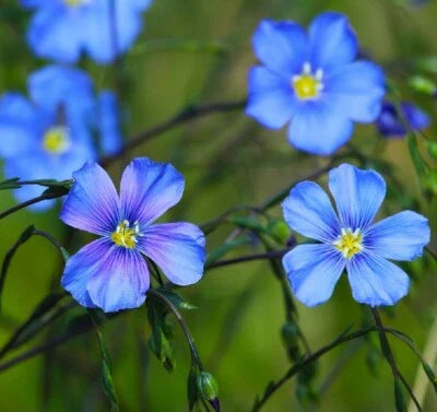 Blue Linum Flax Non Gmo Nd Year Maturity Perennial Flowers