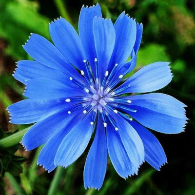 Chicory