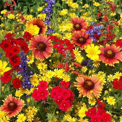 Texas Oklahoma Wildflower Mix Species Of Stunning Native Flowers Easy Grow