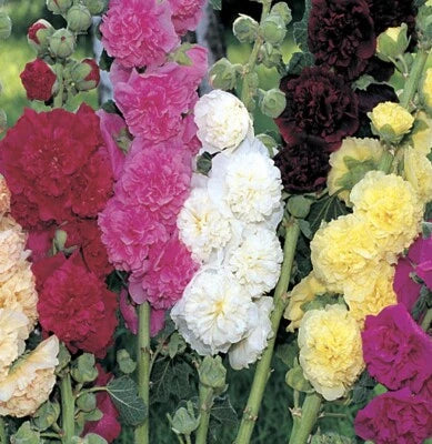 Summer Carnival Mix Hollyhock