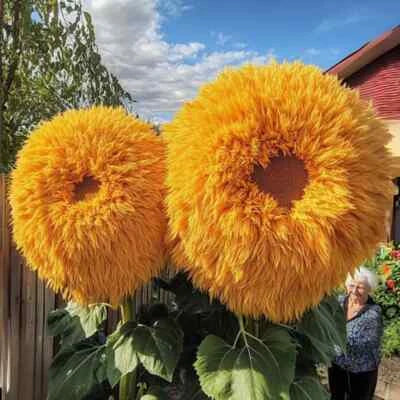 Yellow Enchanting Giant Teddy Bear Sunflower