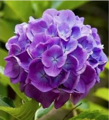 Purple Pink Hydrangea Rare Flower Exotic Bush Plant Usa Seller B