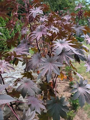 Purple Wondertree Exotic