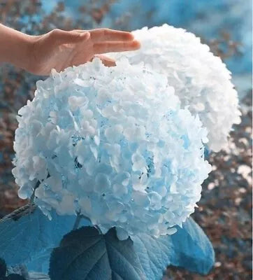 Blue Light Hydrangea Rare Flower Exotic Bush Plant Usa Seller B
