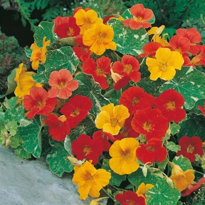 Alaska Mix Nasturtium