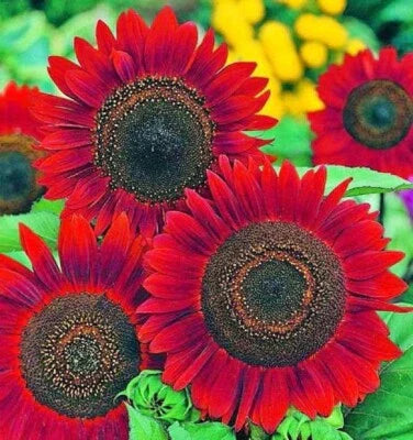 Red Sunflower