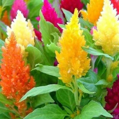 Celosia Mixed Pampas Plume Striking Colors Cut Dried Flowers Non Gmo