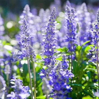Blue Purple Hyssop