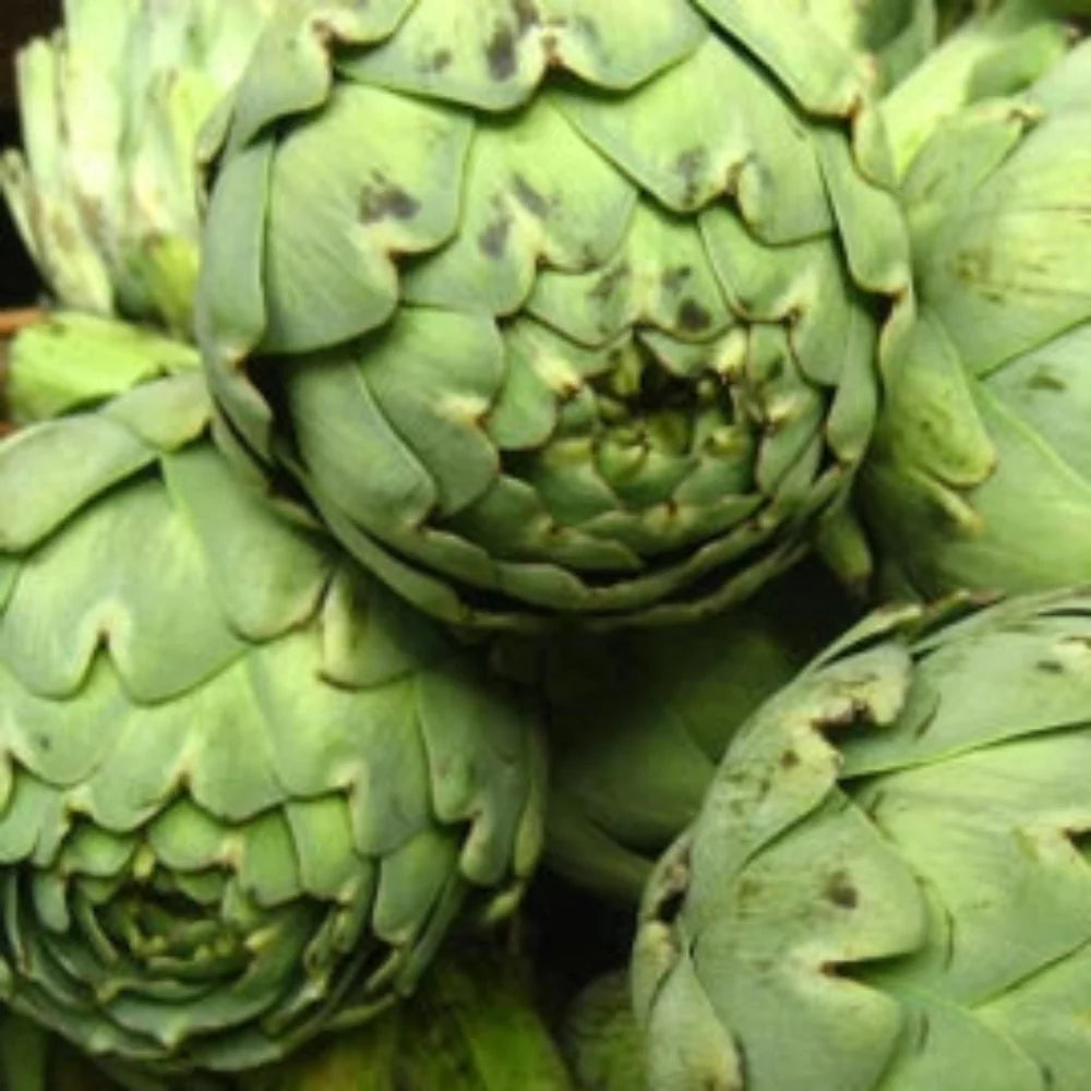 Green Globe Artichoke