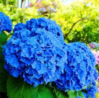 Blue Deep Hydrangea Rare Flower Exotic Bush Plant Usa Seller B
