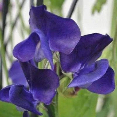 Blue Royal Navy Sweet Pea