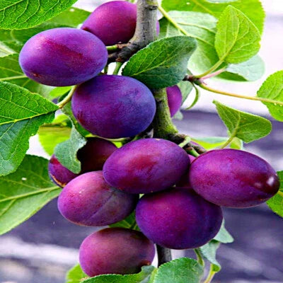 American Plum Tree Prunus Americana Fast Fruit Flower Plant Hardy Zone