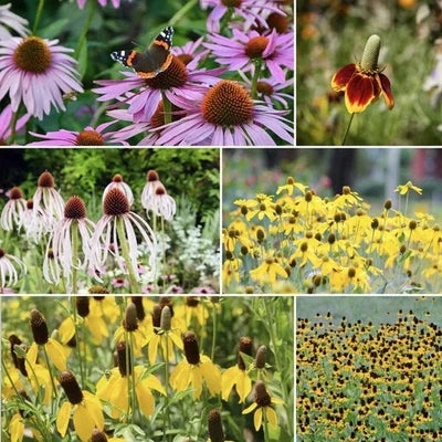 Coneflower Conehead Mix