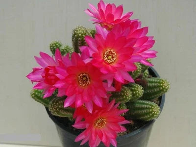 Violet Chamaelobivia Peanut Cactus Cactus
