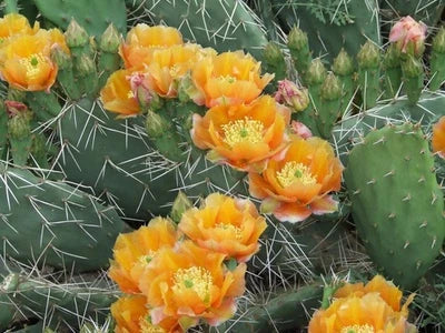 Orange Opuntia Phaeacantha Woodsii Brilliant Cactus
