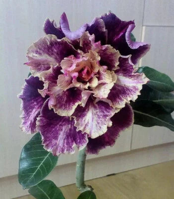 White Purple New Desert Rose