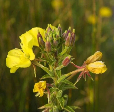 Yellow Common Evening Primrose