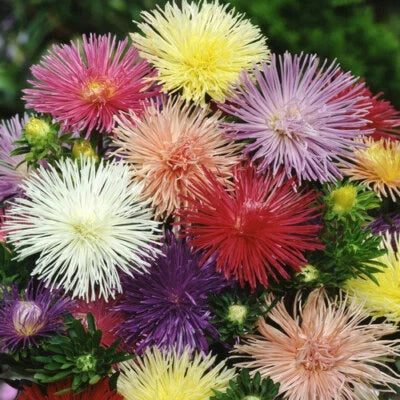 Nova Mix Aster
