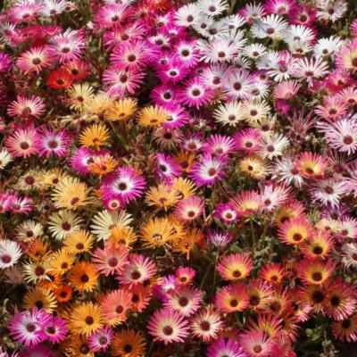 Ice Plant Mix
