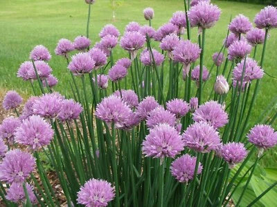 Onion Chives Per