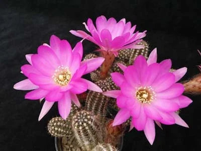 Chamaelobivia Peanut Cactus Shooting Star Cactus